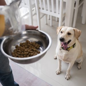 Nutrition Review for Dogs: Meal Structure, Portions, and Transition Support