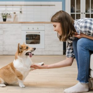 Dog Behavior Support Consult: Calm Handling, Leash Skills, and Household Rules